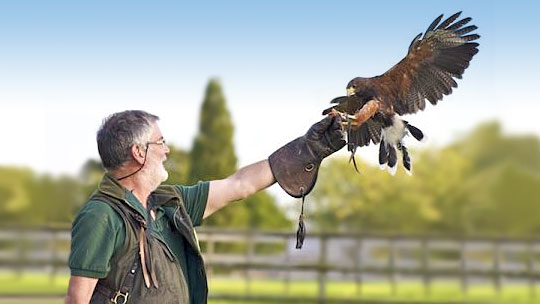 Bob Edwards - Head Falconer