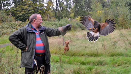 Corporate Falconry Days in Warwickshire