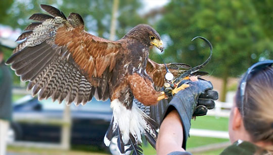 Falconry displays