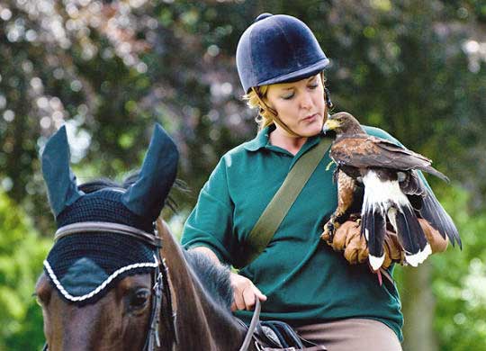 Falconry on horseback