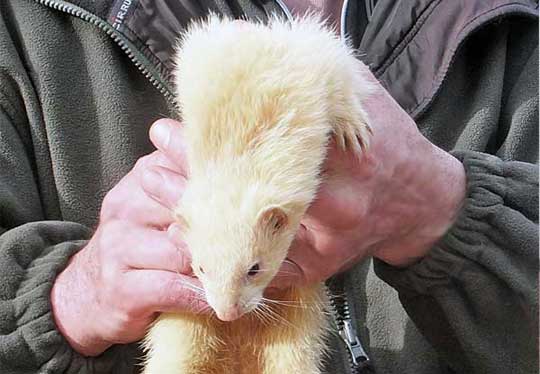 Ferrets in Falconry Days school visits